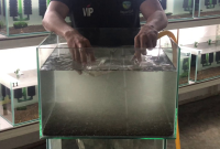 Cara Ampuh Bersihkan Kerak Membandel pada Akuarium