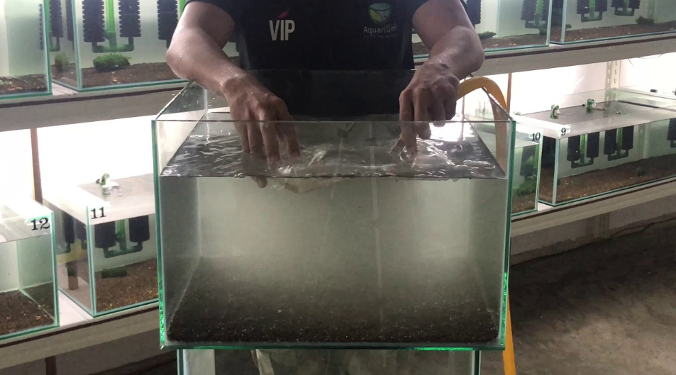 Cara Ampuh Bersihkan Kerak Membandel pada Akuarium